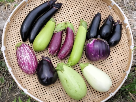～奈良からお届け～いろんなナス食べ比べセット（計10本）