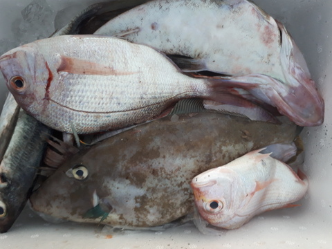 旬の鮮魚セット(6~10匹)☆☆80サイズ箱