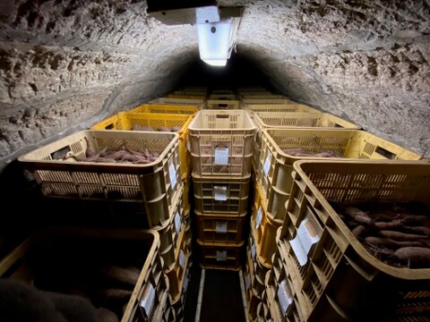 超熟成！農薬・化学肥料不使用！ムロ出し紅はるか５kg！