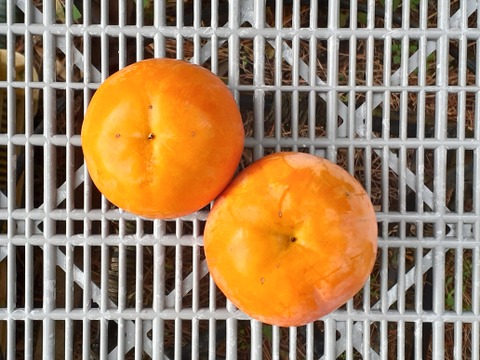 [訳あり]富有柿SMサイズ( 糖度10)4㎏和歌山産