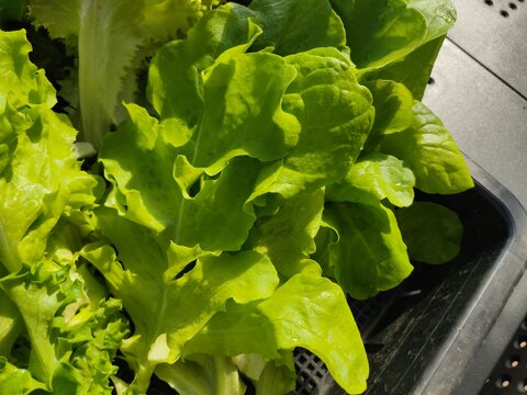 ✨ふんわりやわらか食感！朝採れ✨ミックスレタス600g　農薬・化成肥料不使用✨