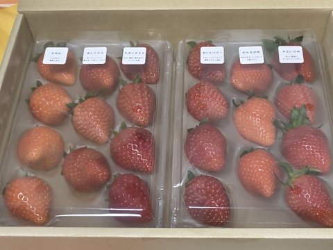 赤いちご6品種食べ比べセット　240g×2p 【冬ギフト】