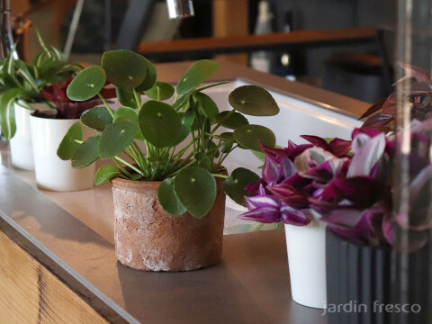 ハンギングタイプ！観葉植物 ピレア ペペロミオイデス 10.5cm吊り鉢 (204076)