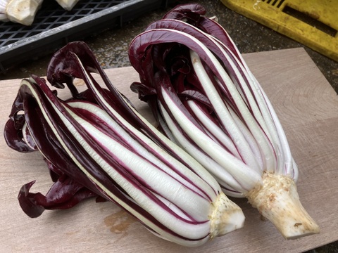 【数量限定】希少イタリア野菜 タルティーボ ４個セット（150ｇ×４）タルディーボ