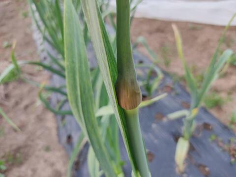 ✨極太！ジャンボにんにくの芽10本✨やわらか甘い春のごちそう｜国産・採れたて直送🥬農薬・化成肥料不使用