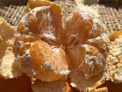 春だよ♪『はるみ』5kg（お得な家庭用）