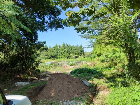 ヨモギ 【お徳用】30本✕６口分 ☆農薬、化学肥料、除草剤不使用の土壌