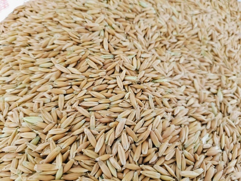 🌾お米のように・お米と炊ける「自然栽培のオートグローツ」900g🌾栄養豊富な全粒穀物⭐️