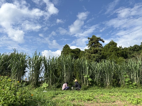 Unzen Pure Honey【にほんみつばちのはちみつ】