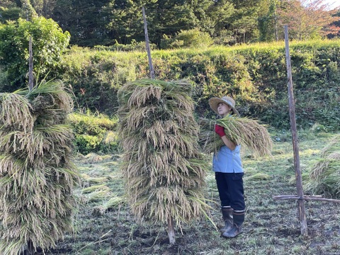期間限定　自然栽培米と大豆を使ったグルテンフリー　バーチ・ディ・ダーマ 春色