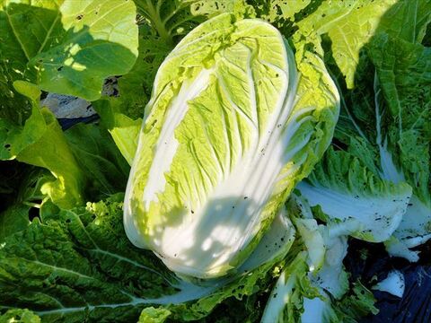 【有機JAS認証】2025年兵庫県産有機栽培白菜２個と大根２本のセット　＊虫がいることもあります