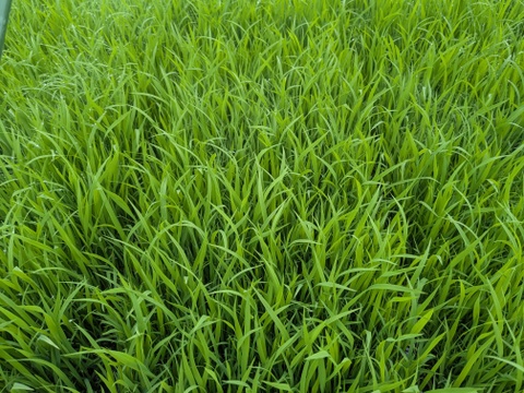 令和7年　奈良県産　ヒノヒカリ　玄米　10kg　栽培期間中農薬不使用