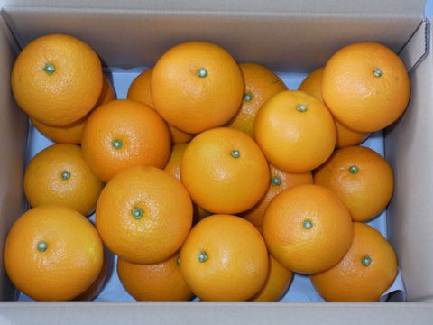 パリッ！ほどよい酸味と苦みが美味しい八朔好きのための八朔（箱込み１０kg L~LL玉中心）