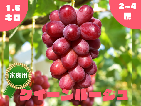 家庭用】クイーンルージュ 1.5kg/房〜：長野県産のクイーンルージュ