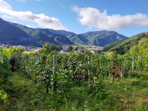 長野ワイン「HOSHIKUSO 2023」 750ml