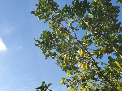 レモン1kg（栽培期間中農薬不使用）