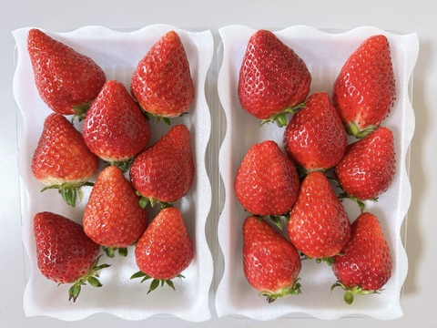 🍓✨️テレビで紹介された！完熟とちおとめ　4パック