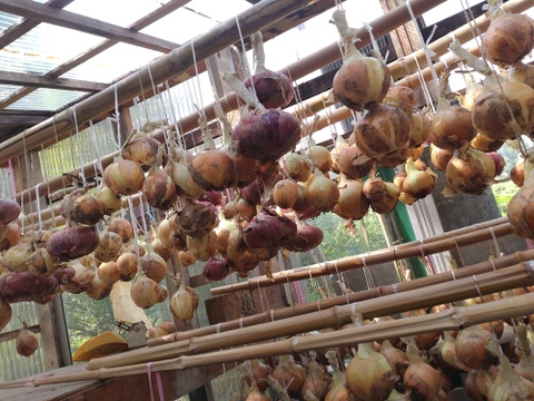 【農薬不使用 新玉ねぎ３kg】 農薬、除草剤、化学肥料等不使用 ☆玉ねぎ３キロ（80サイズ段ボールにほぼ満杯分です）☆農薬、除草剤、化学肥料不使用（葉の部分はお付けいたしません）