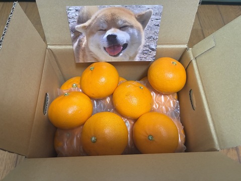 【ふわり、とろり】完熟ハウス せとか《ご家庭用 2kg》｜愛媛・西宇和産