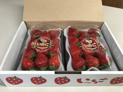 特別栽培いちご270g × 2pc