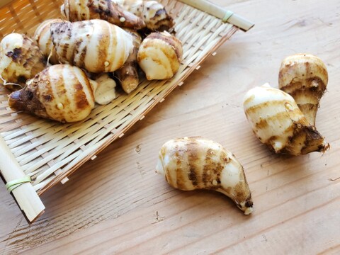 京の伝統野菜「海老芋」の小さいサイズ「小海老ちゃん」7.0kg