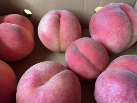 【BOX入り・にこにこ☆飲むもものジュレ】さっぱり・ジューシー令和7年産樹上完熟川中島白桃を贅沢に使った飲むジュレ・ご家庭用に・プチギフトとしても　130g×2 BOX入り