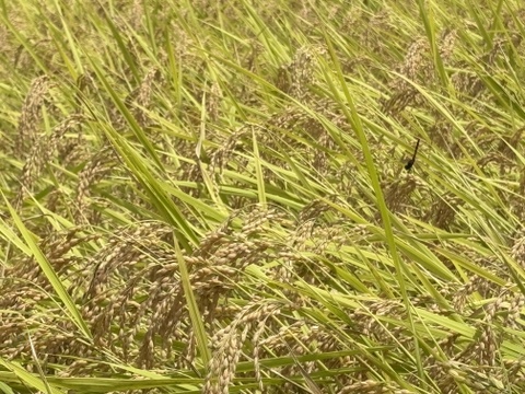 【令和7年 新米】【とまほっぺ】コシヒカリ・精米 5kg｜愛媛・久万高原直送