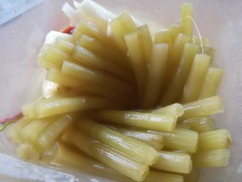 春の息吹：採りたて直送の「ふき」1キロ