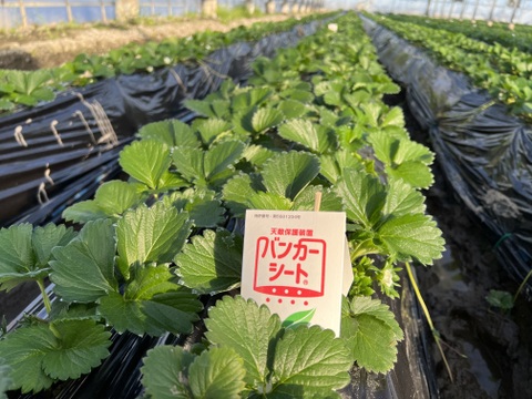 【完熟】JGAP認証・千葉県産かおりのセット(2パック入り)