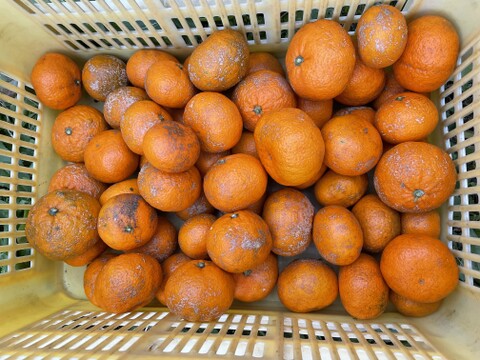 【訳あり】😊甘味の中にまろやかな酸味！コクのある青島みかんサイズフリー１０kg