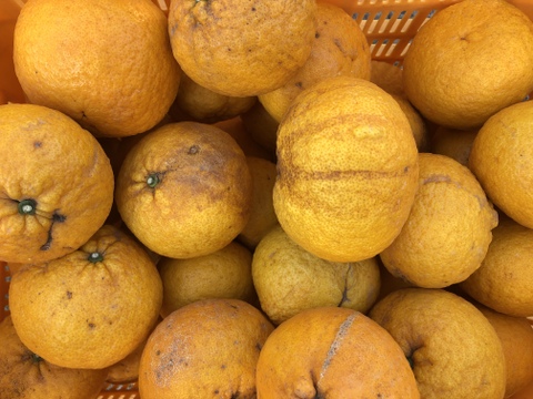 博多湾 能古島育ち!甘夏(5kg)【家庭用】