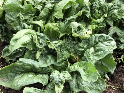 (60)家計応援！[信州産]冬越し露地ちぢみほうれん草