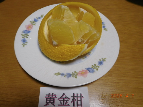 初夏の味覚３種「食べ比べ」甘夏・黄金柑・星タンゴール　　　約5.0㎏