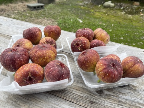 福岡県ブランド　とよみつひめ　4パック