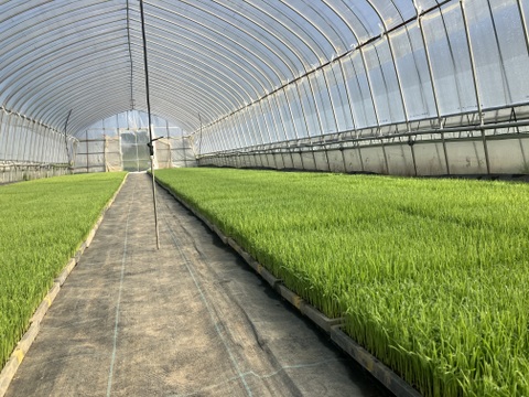 お米のプロが作るお米！】
令和7年産 にじのきらめき (白米5kg/茨城県笠間産) #大粒 #今注目の品種 #お弁当に合う