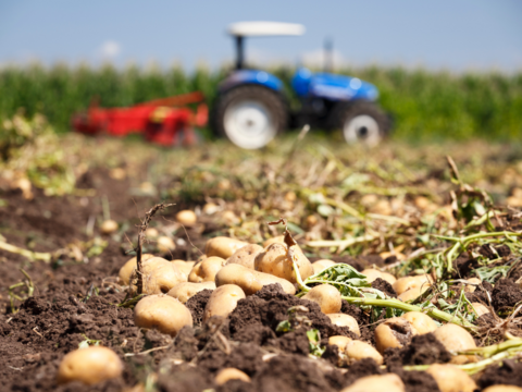 熊本県八代産　訳あり新じゃが　メークイン　10Kg