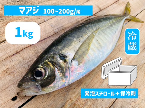 旬真っ盛り！マアジ１ｋｇボックス100~200g/尾【５月～期間限定・水揚げ無くなり次第終了】※下処理なし≪発泡スチロール箱≫
