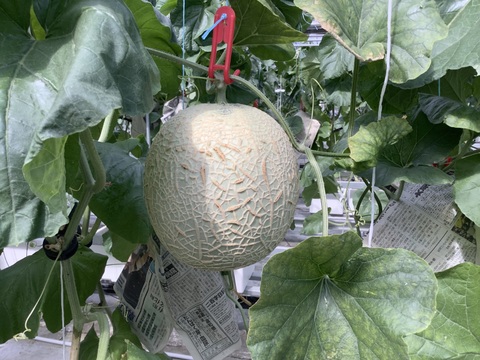 【一株一果のこだわりメロン】【ご家庭用】アールスメロン（２Ｌ以上×２玉）　青肉・赤肉のセット　３㎏程度