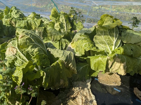 ☆自然栽培100サイズ☆【4-5人前】（9~10品）季節折々の野菜Mセット【群馬県高崎産】