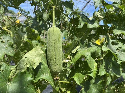 沖縄県南城市産　生でも食べれる！『美らへちま』2kg箱
