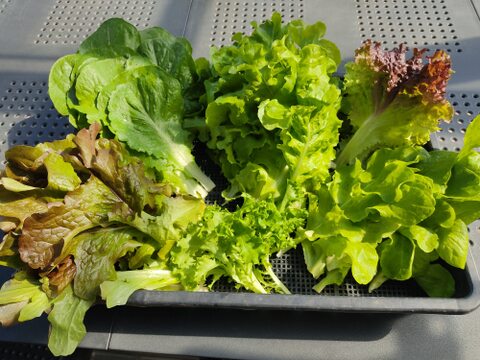 【ただいま増量中】✨そのまま食べて美味しいサラダセット（たっぷり700g：わさびリーフ300g+ミックスレタス400g）農薬・化成肥料不使用✨