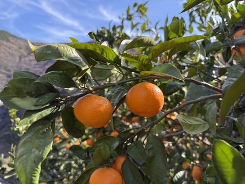 マルホ農園の濃厚正月みかん　5キロ箱【和歌山県有田産みかん】