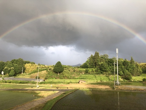 【県知事賞受賞】有馬温泉の麓産 新米コシヒカリ(白米)5kg ホタルの生息する場所です🏞️ 兵庫県産コシヒカリ《9月末頃〜発送🚛³₃》【令和7年新米】