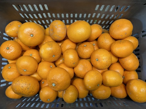 糖度１３度以上！柑橘の王様せとか【家庭用】２．８ｋｇ