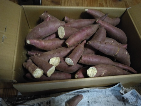 ねっとり甘い！熟成紅はるか　Sサイズ　5kg さつまいも