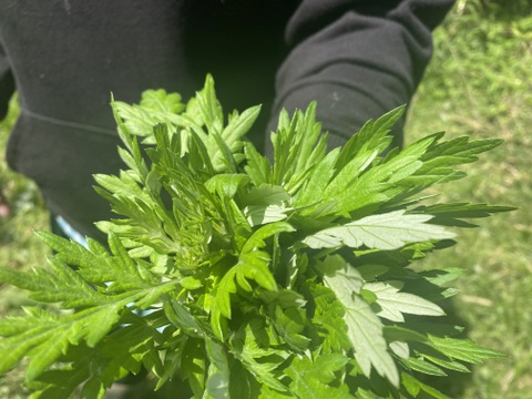 和ハーブ　新芽生よもぎ　300g