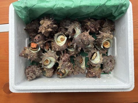 新鮮!!小泊産天然サザエ（2kg）