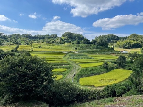香り豊か　ヒノヒカリ　10kg