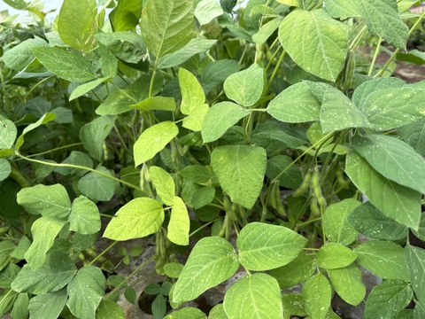 ⚠️今季ラスト⚠️🎵やめられない、止まらない、枝豆🫛🎵
【不揃い品】大人のおつまみに‼️お子様のおやつに‼️
良質なタンパク質や、鉄分が豊富なため夏バテ対策にもおすすめ🌟