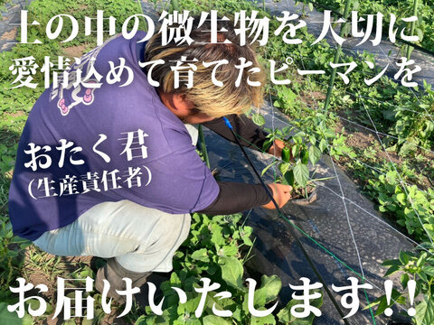 朝獲れ新鮮☀️産地直送！高知県産ピーマン14キロ送料込み 安心安全の減農薬栽培 Amazon | 高知県産 減農薬ピーマン 1kg｜植田ファーム｜苦味
